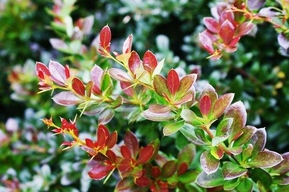 Барбарис средний Ред Джевел (Red Jewel)