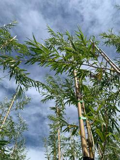 Ива "Уникальная"