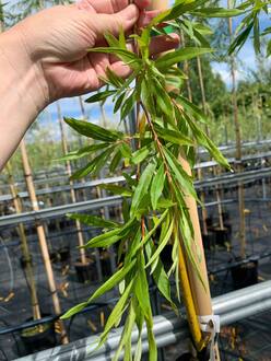 Ива "Уникальная"