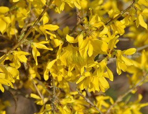 Форзиция Мари Дор (Maree d'Or)