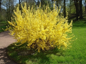 Форзиция Мари Дор (Maree d'Or)