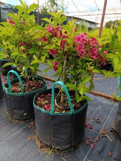 Вейгела гибридная Бристоль Руби (Bristol Ruby)