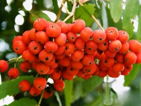 Рябина Бусинка (Вusinka)