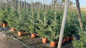 Кипарисовик лейланда Клон (Clone)