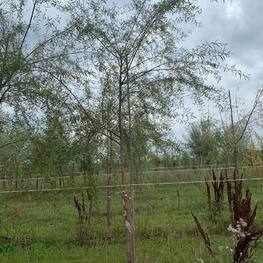 Ива "Фантазия"