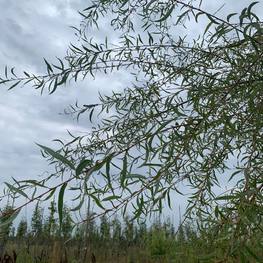 Ива "Фантазия"