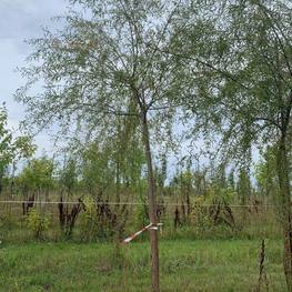 Ива "Фантазия"