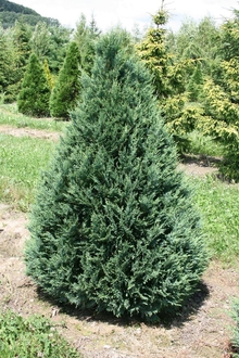 Кипарисовик "Лавсона Алуми"