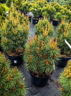 Сосна обыкновенная Бёвроннезис (Beuvronensis)