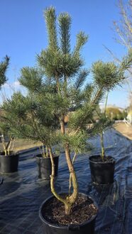 Сосна обыкновенная Дайрхейв (Dyrehave)