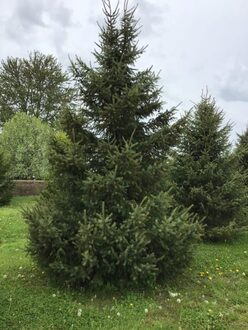 Ель черная