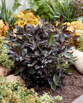 Дерен белый Найтфолл (Nightfall)