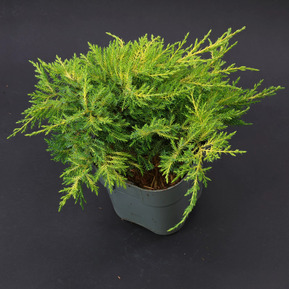 Можжевельник средний Голден Саусер (Golden Saucer)