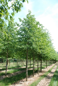 Ольха Шпета Альнус спаэти (Alnus x spaethii)