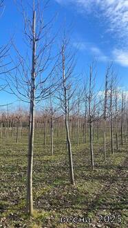 Тюльпанное дерево Лириодендрон тюлипифера (Liriodendron tulipifera)