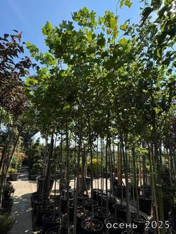 Тюльпанное дерево Лириодендрон тюлипифера (Liriodendron tulipifera)