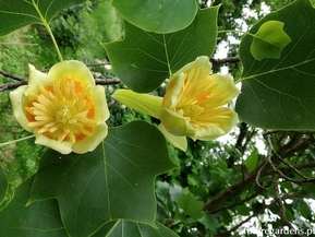 Тюльпанное дерево Фастигиата (Fastigiata)