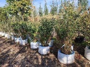 Дерен кроваво-красный