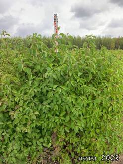 Дерен кроваво-красный