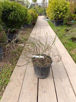 Ива ползучая "Грин Карпет"