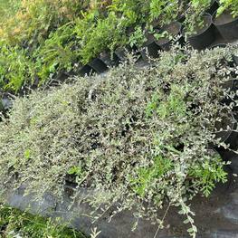 Ива ползучая "Грин Карпет"