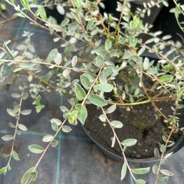 Ива ползучая "Грин Карпет"