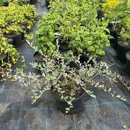 Ива ползучая "Грин Карпет"