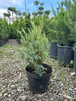 Можжевельник скальный Мунглоу (Moonglow) Экстра