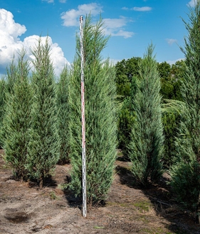 Можжевельник скальный "Скайрокет" ЭКСТРА