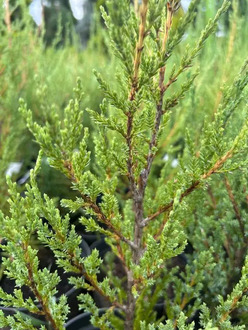 Можжевельник скальный "Блю Эрроу" ЭКСТРА