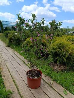 Вейгела цветущая Карикатура