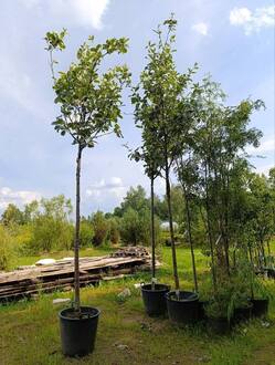 Рябина Латесенс