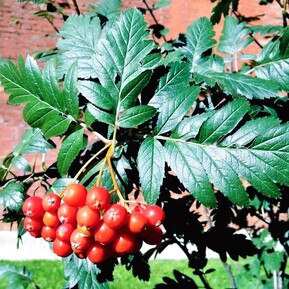 Рябина дуболистная