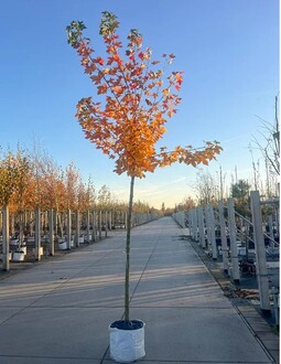 Клен "Норвиджиан Сансет"