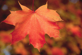 Клен "Норвиджиан Сансет"