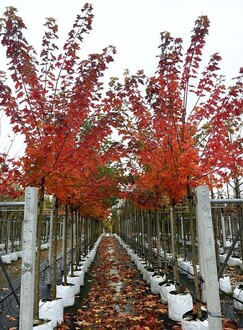 Клен "Пасифик Сансет"