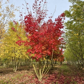 Клен "Пасифик Сансет"