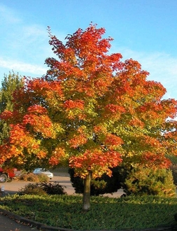 Клен "Пасифик Сансет"