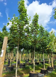 Клен ложноплатановый "Брушем"