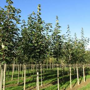 Клен ложноплатановый "Брушем"