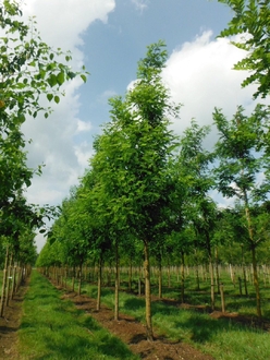 Робиния лжеакация "Нуирсеги"