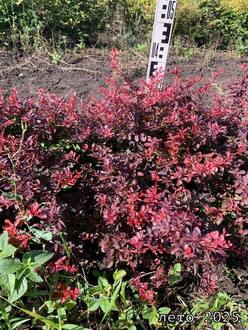 Барбарис Тунберга "Файербол"