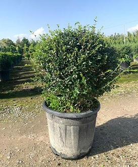 Бирючина обыкновенная Шар