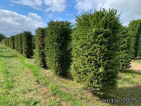 Блок живой изгороди Ель обыкновенная