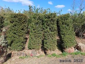 Блок живой изгороди Ель обыкновенная