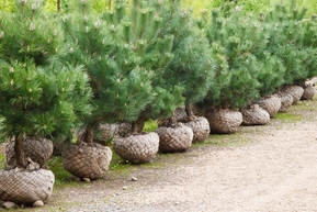 Сосна скрученная широкохвойная (формированная)