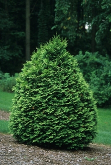 Туя западная "Вареана Лютесценс" (формированная)