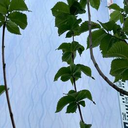 Ива Вавилонская "Урал"