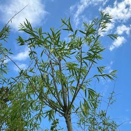 Ива Вавилонская "Урал"