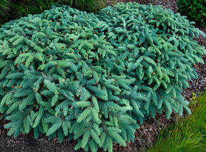 Ель колючая "Нидиформис Калос"